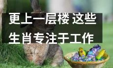 这些工作狂热的生肖，不断努力攀升更高的职业阶梯