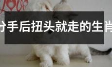 十二生肖中能够在分手后立刻离开的那个生肖