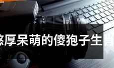 让我们走近憨厚呆萌的傻狍子生肖，探寻其独特魅力与神秘之处