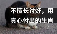 不擅长讨好，凭借真心付出的十二生肖排名及特点分析