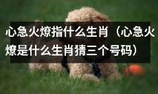 猜猜心急火燎的生肖是啥，能否顺带猜出其对应的三个数字呢？