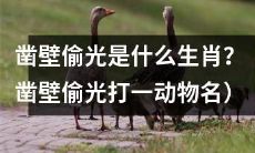 哪个动物是凿壁偷光的代表？