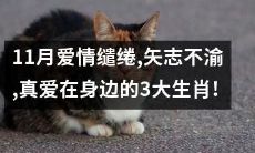 在11月中,坚定不移地追求爱情、坚守真爱的3个生肖,我们身边就有!