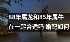 1988年出生的属龙和1985年出生的属牛是否适合在婚姻中在一起？如何进行合适的婚配？
