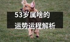 53岁的属相是什么?探究其运势及运程的详细解析