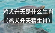 不妨一猜，哪些生肖在鸡犬升天的谜题中闪亮登场？