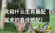 鼠不是虎的最佳婚配，那么属于虎的人最适合与哪个生肖结合呢？