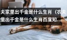 在中国农村传说中，农夫家里出现千金时会预示着什么生肖的到来？（参考自“农夫家里出千金是什么生肖百度知道”）