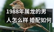 1988年出生的龙男人：适合什么样的婚配？如何选择更好的婚姻伴侣？
