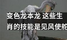 从龙变色龙再到本命龙，这些生肖都拥有“见风使舵”的特殊技能