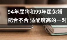 94年属狗和99年属兔的婚配是否合适：一对具有高适配度的配对