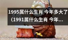 根据生肖，1995年出生的人今年属于哪个生肖？而1991年出生的人今年则属于哪种生肖？同时，这些人现在的年龄是多少？