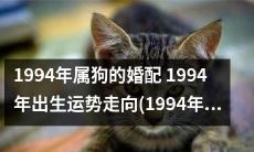 1994年出生的狗年男孩婚配:运势走向剖析