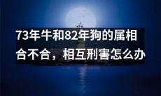 如何处理73年牛和82年狗的属相冲突，以及它们之间可能存在相互伤害的局面？