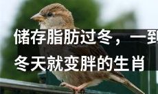 拥有储存脂肪功能，冬季自动变胖的经典生肖