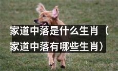 哪些生肖容易遭遇家道中落？