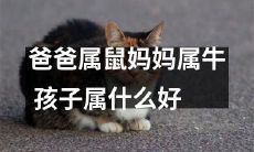 以爸爸属鼠、妈妈属牛为条件，孩子应该属于哪个生肖呢？