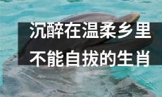 沉浸在甜蜜温柔之中，难以自拔的十二生肖