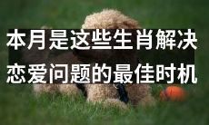十二生肖在本月寻求解决恋爱问题的机会最为难得