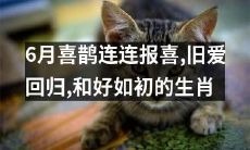 6月喜鹊连连报喜，令人欣喜的消息传来，旧爱缘分再度复苏，和好如初的生肖再获新生！