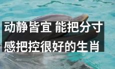 具有平衡感的生肖：既善于行动又善于掌握节奏的动静皆宜之选