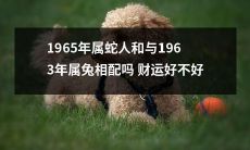 1965属蛇人与1963属兔配对,这种组合是否对财运有利?