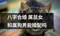 经典命理学解析：根据八字合婚原理，具有属鼠和属狗的男女是否适合结婚？