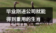 哪些生肖在毕业后进入公司能够立即得到同事和上司的高度重视和赏识?