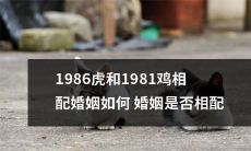 1986年出生的虎和1981年出生的鸡能否相配?如何判断他们的婚姻是否成功?
