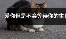 我深爱着你，但我不能无尽等待——透过生肖看不同恋爱态度