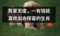 揭秘那些个败家无度、一有钱就狂喜出门挥霍的十二生肖人士