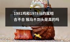 真相揭秘：1981年属鸡和1978年属马的属相合不合，究竟能否与猴马不到头产生关联？