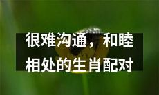 生肖配对：那些难以沟通、却能和睦相处的动物组合