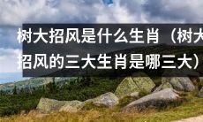 哪三大生肖会因为树大招风而备受关注和谨慎对待？