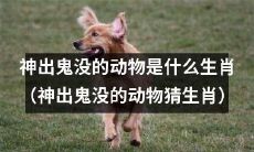 你能猜出神秘动物是哪个生肖吗？（考验智商的神秘动物猜测：你认为它是哪个生肖？）