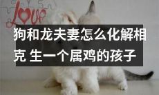 如何化解狗和龙夫妻的相克，以迎接诞生属鸡孩子的挑战？