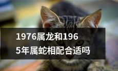 龙与蛇配对：1976属龙和1965年属蛇，究竟是否适宜？