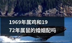 1969年属鸡的人与1972年属鼠的人是否具有有利婚配因素？