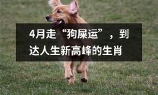 四月好运连连，达到人生新巅峰的幸运生肖