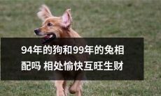 它们的出生年份分别是1994和1999,但它们是否能在一起相处愉快并且共同致富呢?——探讨94年狗和99年兔的配对关系