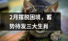 在2月中期退出困境后，三大生肖开始蓄势待发，为未来的成功而努力