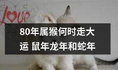 在过去的80个年头中，猴年的天赋何时将在鼠年、龙年和蛇年里迎来大运？