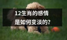 探究12生肖在感情中如何经历变淡这个过程？