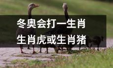 即将到来的冬奥会将赋予特殊象征意义，使生肖虎或生肖猪成为备受关注的焦点！