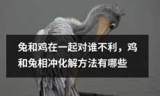 鸡兔同栖或相冲？探究它们的相处之道及不利影响