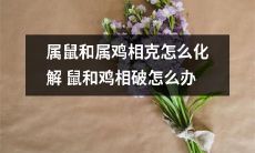 如何化解属鼠和属鸡相克的冲突？当鼠遇到鸡：探讨鼠和鸡相破的解决方法