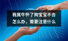 如果我是属牛的，而怀了狗宝宝，该如何解决不合的问题以及在孕期需要注意哪些事项？
