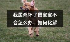 属鸡的我怀上了鼠宝宝,应对不合的局面,应该采取什么措施来化解?