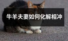 牛羊夫妻的相冲之道：如何有效化解天生的困扰？