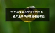 2023年兔年不宜生肖：兔年生育不佳的属相有哪些？